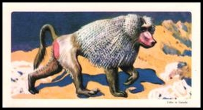 6 Mantled Baboon